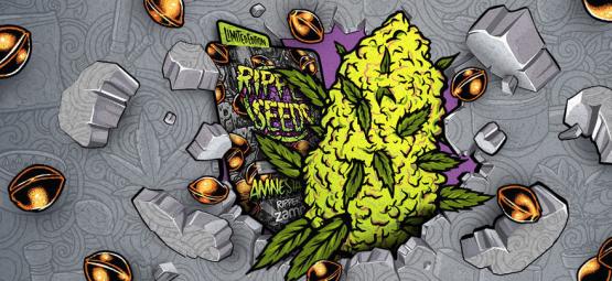 Zamnesia x Ripper Seeds: Amnesia Punch (rajoitettu erä)