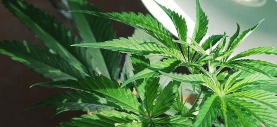 Tarvitsevatko kannabiskasvit sivuvalaistusta?