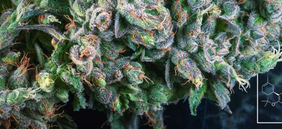 Mitä delta-8-THC (∆⁸-THC) on?