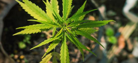 Oudot ja upean erikoiset kannabiksen mutaatiot
