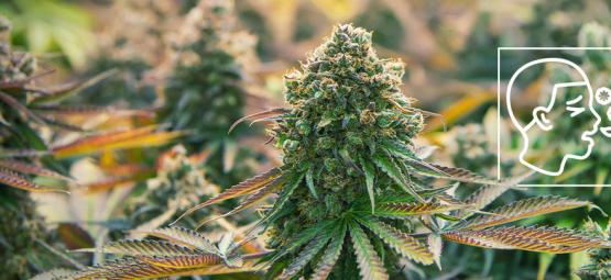 Mitä kannabisallergiat ovat?