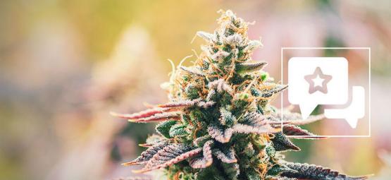 Lava Cake: Kannabislajikkeen arvostelu ja tiedot