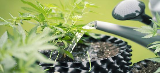 Kuinka käyttää käänteisosmoosivettä kannabiksen kasvatukseen
