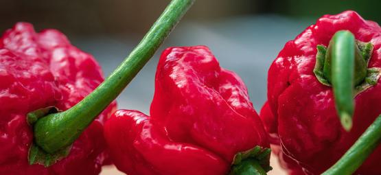 Carolina Reaper: Näin kasvatat ja käytät