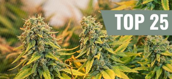 Top 25 klassiset kannabislajikkeet