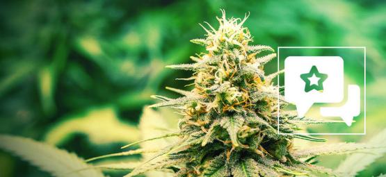 Frosted Guava: kannabislajikkeen arvostelu ja tiedot
