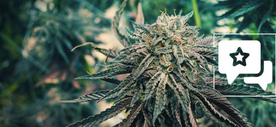Pink Rozay: kannabislajikkeen arvostelu ja tiedot
