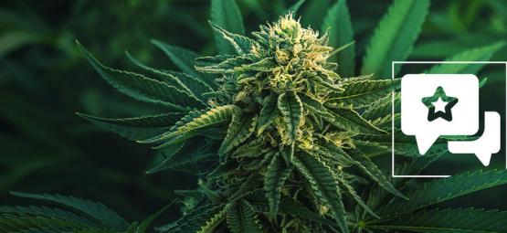 Apple Fritter: Kannabislajikkeen arvostelu ja tiedot