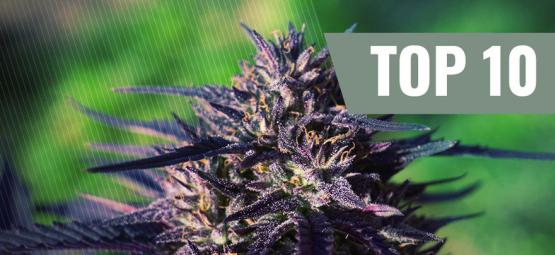 Top 10 purple kannabislajikkeet [2026]