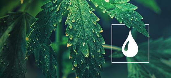 Kuinka paljon vettä kannabiskasvit tarvitsevat?