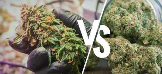 Raaka vs. dekarboksyloitu kannabis: mitä eroa niillä on
