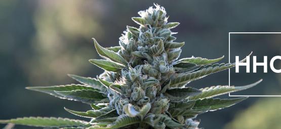 Mitä sinun kannattaa tietää heksahydrokannabinolista (HHC)