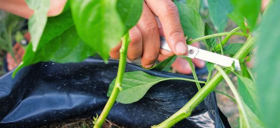 Kuinka leikata chilipaprikan kasvit maksimaalisen sadon saavuttamiseksi