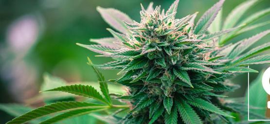 Top 10 syytä kasvattaa feminisoituja kannabislajikkeita