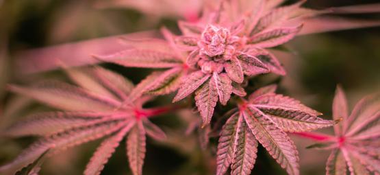 Kuinka korjata kannabiksen violetit ja punaiset varret