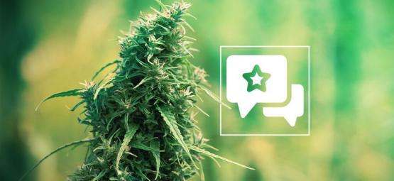Sour Diesel: kannabislajikkeen arvostelu ja tiedot