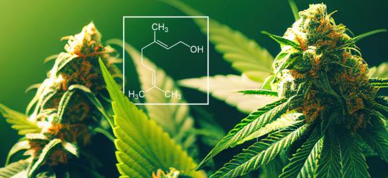 Mikä on geranioli kannabiksessa?