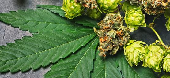 Mitä humuleeni on kannabiksessa?
