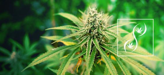 Mitä ovat F1-, F2- ja F3-kannabiksen siemenet?