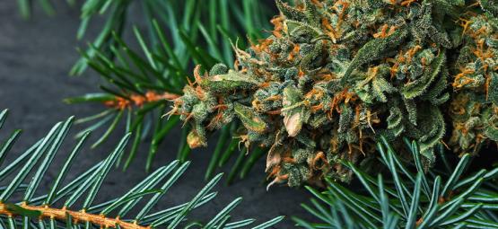 Mitä pineeni on kannabiksessa?