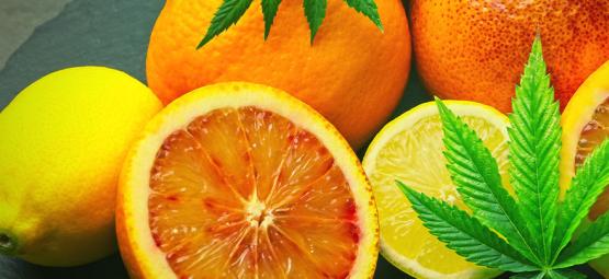 Mitä limoneeni on kannabiksessa?