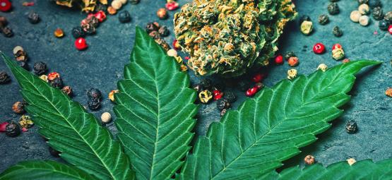 Mitä karyofylleeni on kannabiksessa?