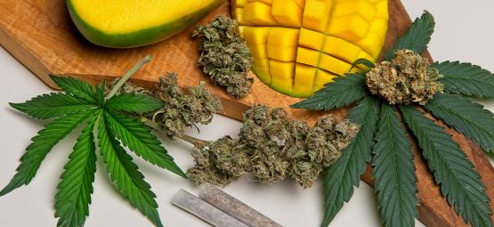 Mitä myrseeni on kannabiksessa?