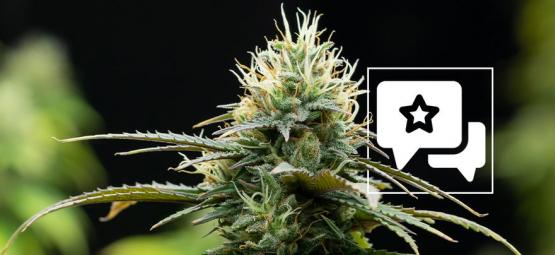 Zamnesia X: kannabislajikkeen arvostelu ja tiedot