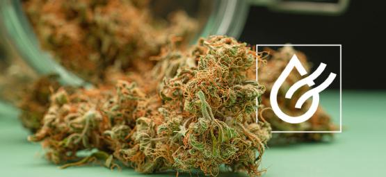 Kuinka kuivata kannabis nopeasti – ja 3 vaihtoehtoa märille kukinnoille