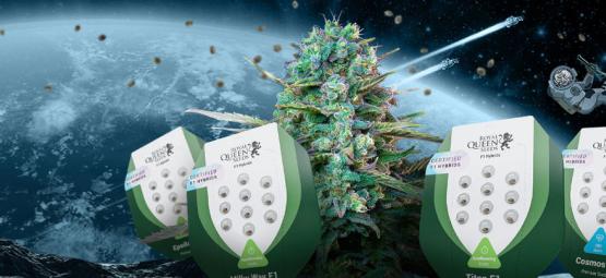 Royal Queen Seeds esittelee uudet F1-hybridikannabiksen siemenet