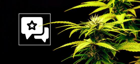 Candy Rain: Kannabislajikkeen arvostelu ja tiedot