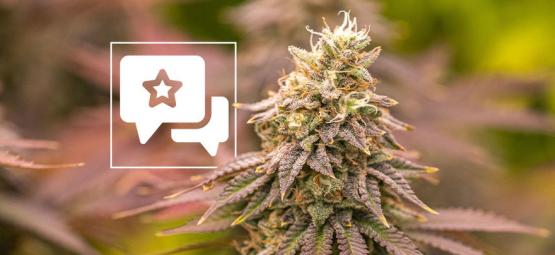Jealousy: Kannabislajikkeen arvostelu ja tiedot