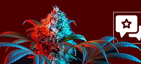 Strawberry Cough: Kannabislajikkeen arvostelu ja tiedot