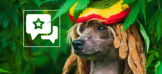 Onko kannabiksen passiivinen savu haitallista lemmikeillesi?