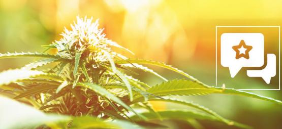 Biscotti: Kannabislajikkeen arvostelu ja tiedot