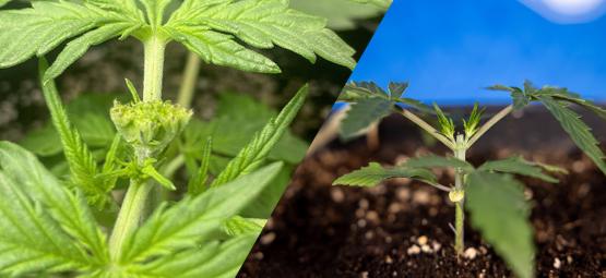 Kannabiksen leikkaaminen: latvonta vs fimmaus