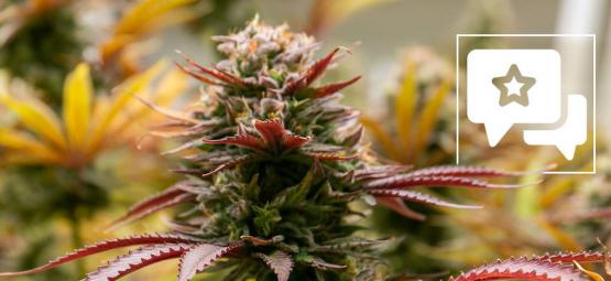 Black Orchid: Kannabislajikkeen arvostelu ja tiedot