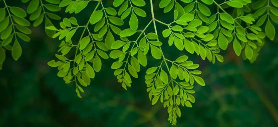 Moringa: kaikki, mitä sinun tulee tietää