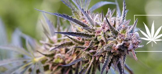 Mikä on kannabislajike?