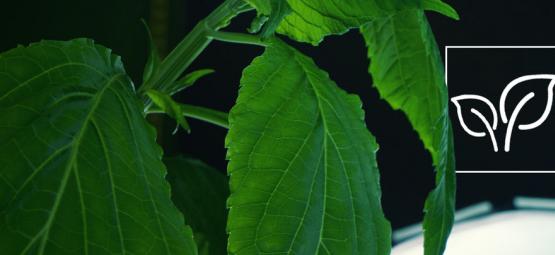 Kuinka kasvattaa Salvia divinorum