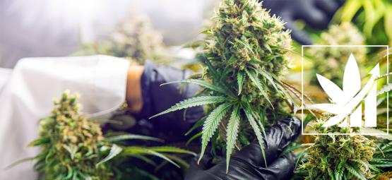 Mitä kannabiksen crop steering tarkoittaa?