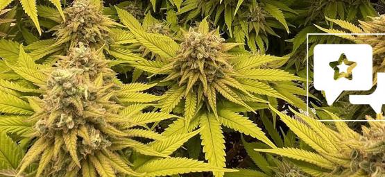 Lajikearvostelu: Kosher Kush