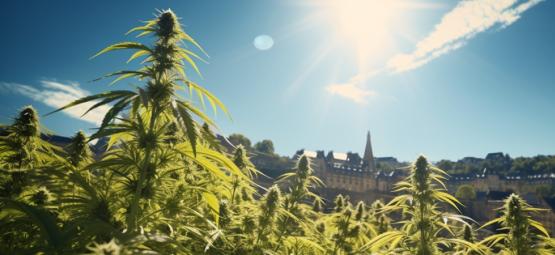 Uusi voitto kannabikselle: Luxemburg laillistaa kannabiksen