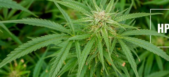 HpLV kannabiksessa: riskit ja varotoimet
