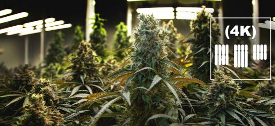 Mitä ovat kannabiksen tetraploidit ja triploidit?
