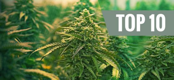 Top 10 parasta feminisoitua kannabislajiketta