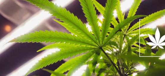 Ovatko LEC-valot hyviä kannabiksen kasvatukseen?