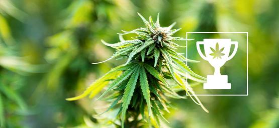 9 kannabiksen maailmanennätystä