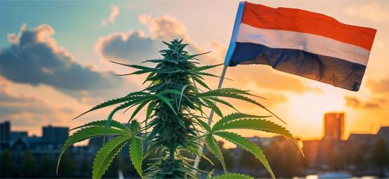 Uusi aikakausi hollantilaiselle kannabikselle, kun laillinen myynti alkaa