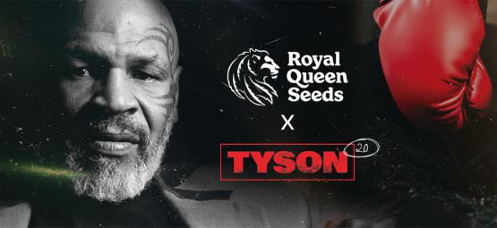 Royal Queen Seeds x Mike Tyson: Historian kovin kohtaaminen?